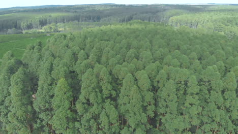 aerial view of eucalyptus plantation in brazil for cellulose production