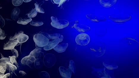 close up shot: group of white transparent jellyfish swimming in blue ocean, slow motion