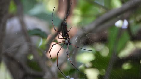 Araña-En-La-Web-Esperando-Orar.