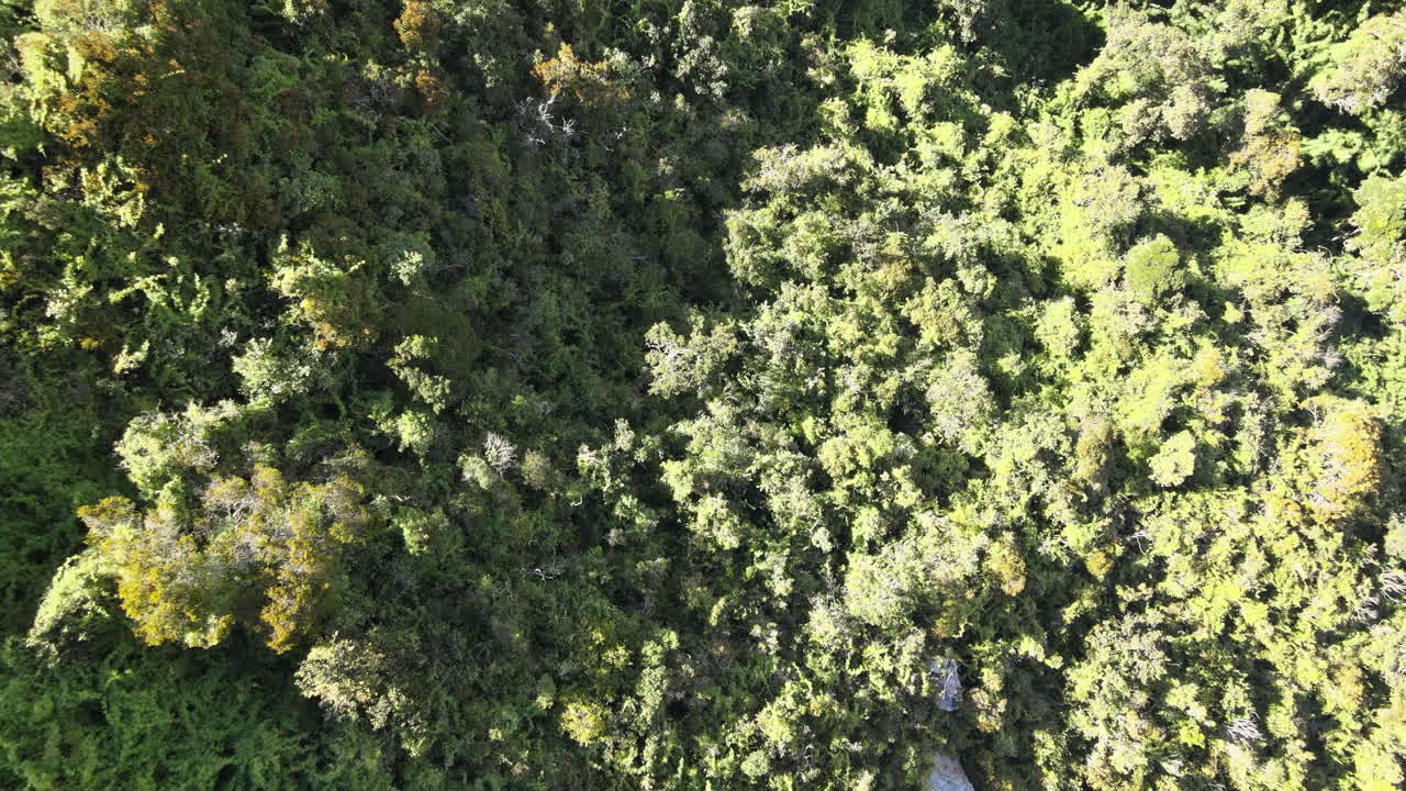 푸른 숲 을 공중 에서 볼 수 있다