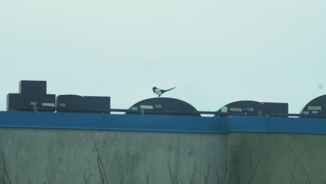 Beautiful-view-of-distant-Eurasian-magpie-on-the-top-of-the-roof,-watching-around-in-the-strong-wind,-overcast-day,-distant-medium-shot