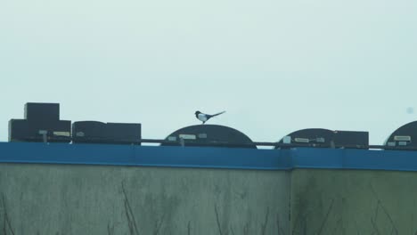 beautiful view of distant eurasian magpie on the top of the roof, watching around in the strong wind, overcast day, distant medium shot