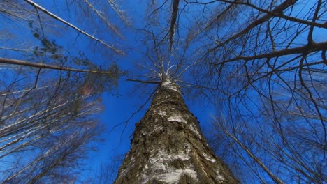 rotating upward movement of camera next to birch tree trunk on sunny day