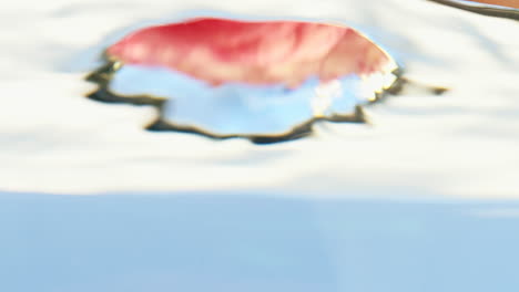 pink ranunculus flower in water