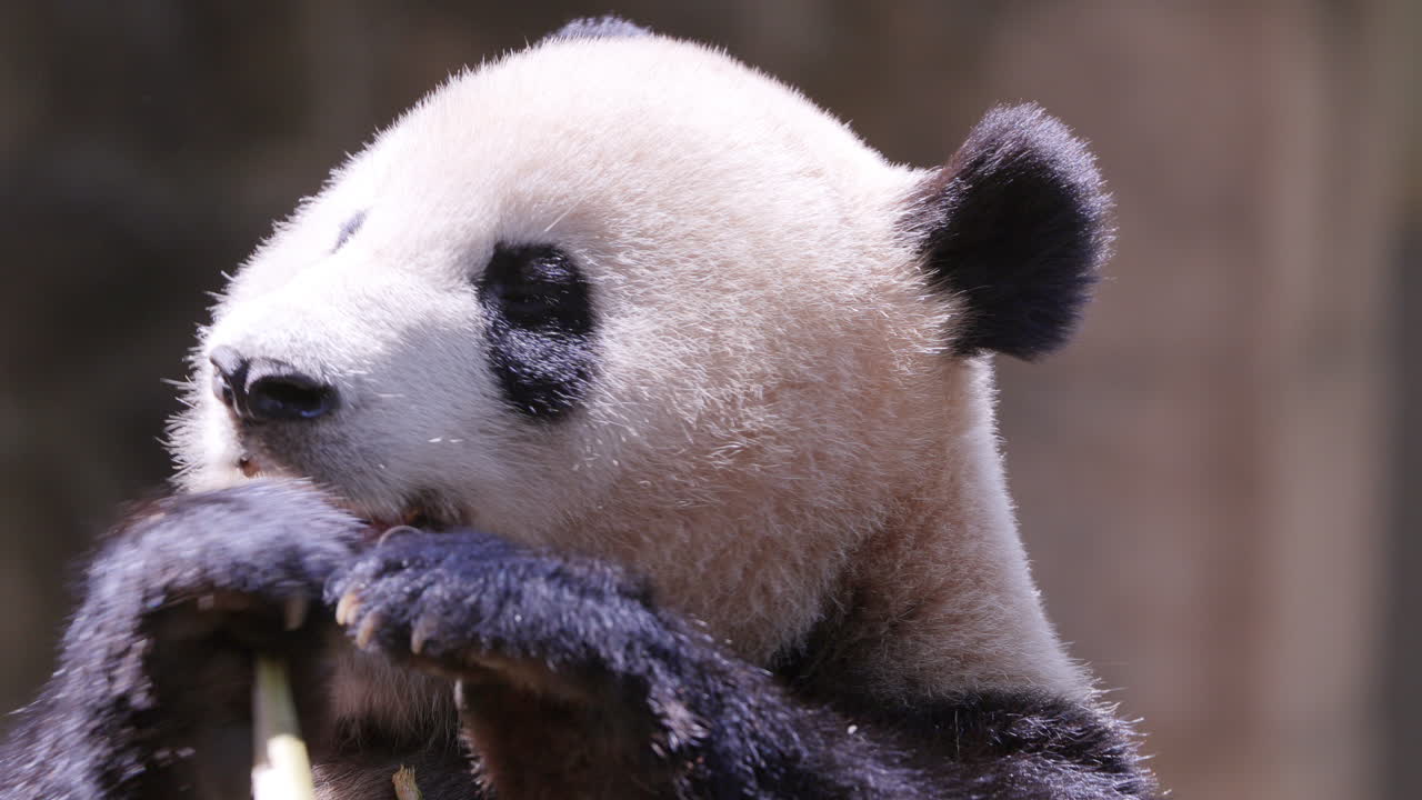 A close up of a panda eating