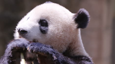 a close up of a panda eating