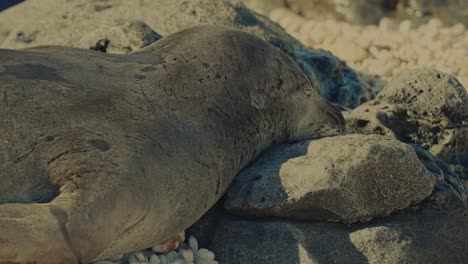 Este-Primer-Plano-De-Una-Foca-Monje-Hawaiana-Mientras-Duerme-Bajo-El-Sol-De-La-Tarde-En-Kaena-Point,-Oahu,-Hawaii,-Uno-De-Los-Mamíferos-Marinos-Más-Amenazados.