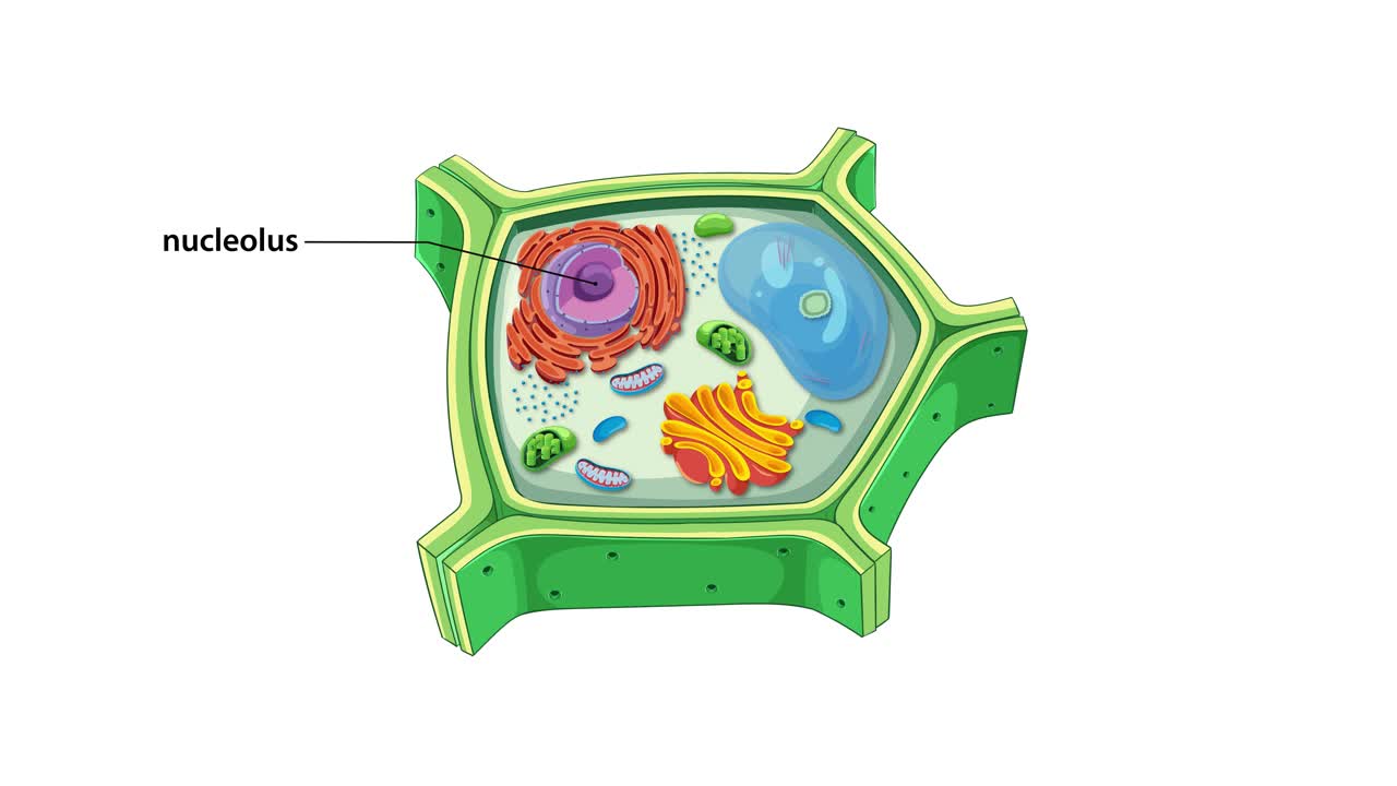 Illustration of plant cell anatomy with labeled organelles, highlighting structure and function in a dynamic sequence