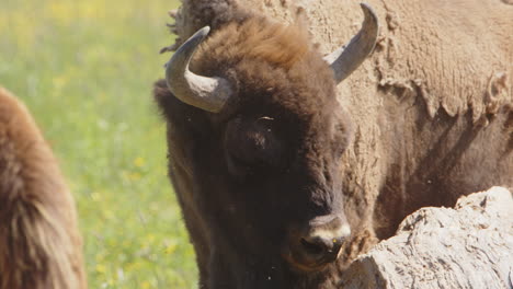 Enfoque-De-Rack-De-La-Grupa-De-Bisonte-A-Otro-Metiendo-Su-Larga-Lengua-En-Su-Nariz