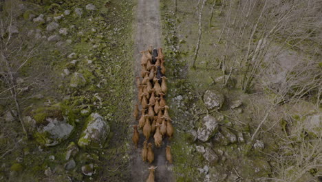 Highland-cattle-huddle-together-as-they-walk-on-path-through-woods