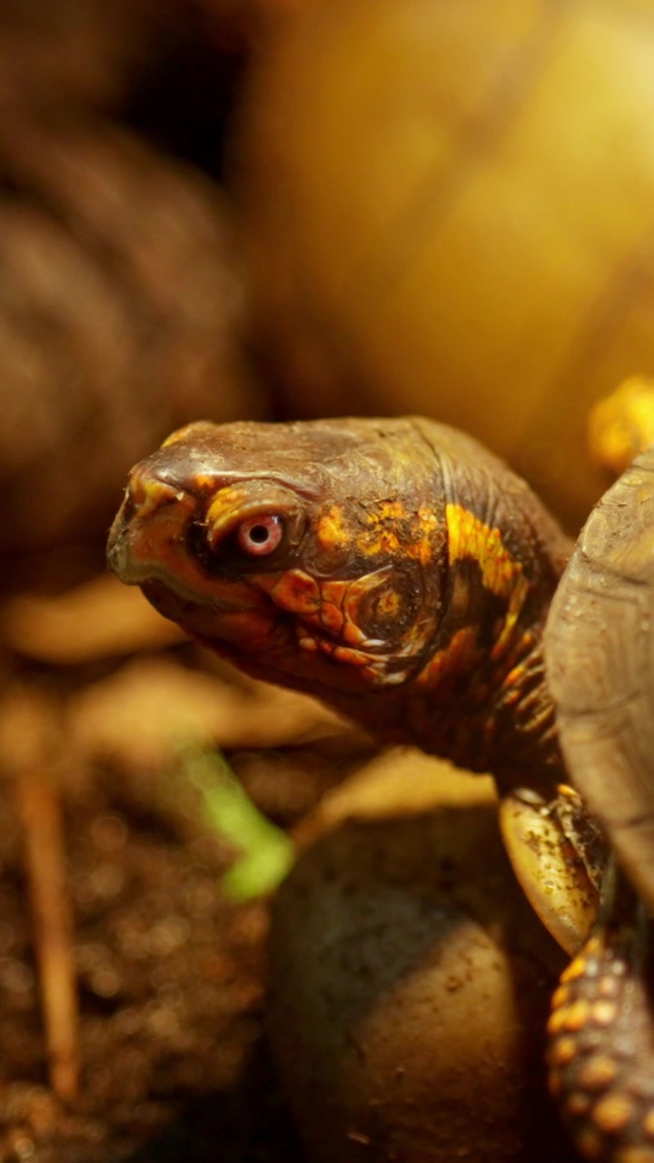 Tartaruga scatola tridattila che si guarda intorno nel suo habitat naturale.