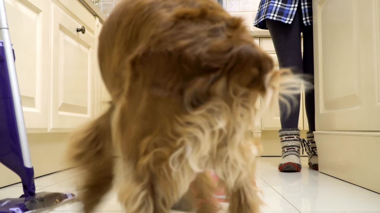 un perro impide que una ama de casa limpie el piso en la cocina