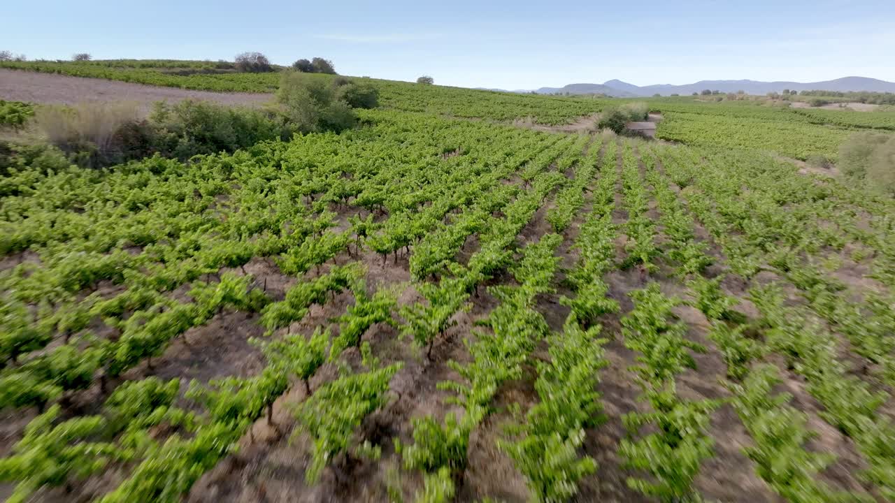 Toma aérea sobre hileras de vides en un viñedo en el campo francés