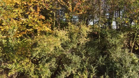 Camera-slide-along-a-woodpile-with-trees-in-the-background