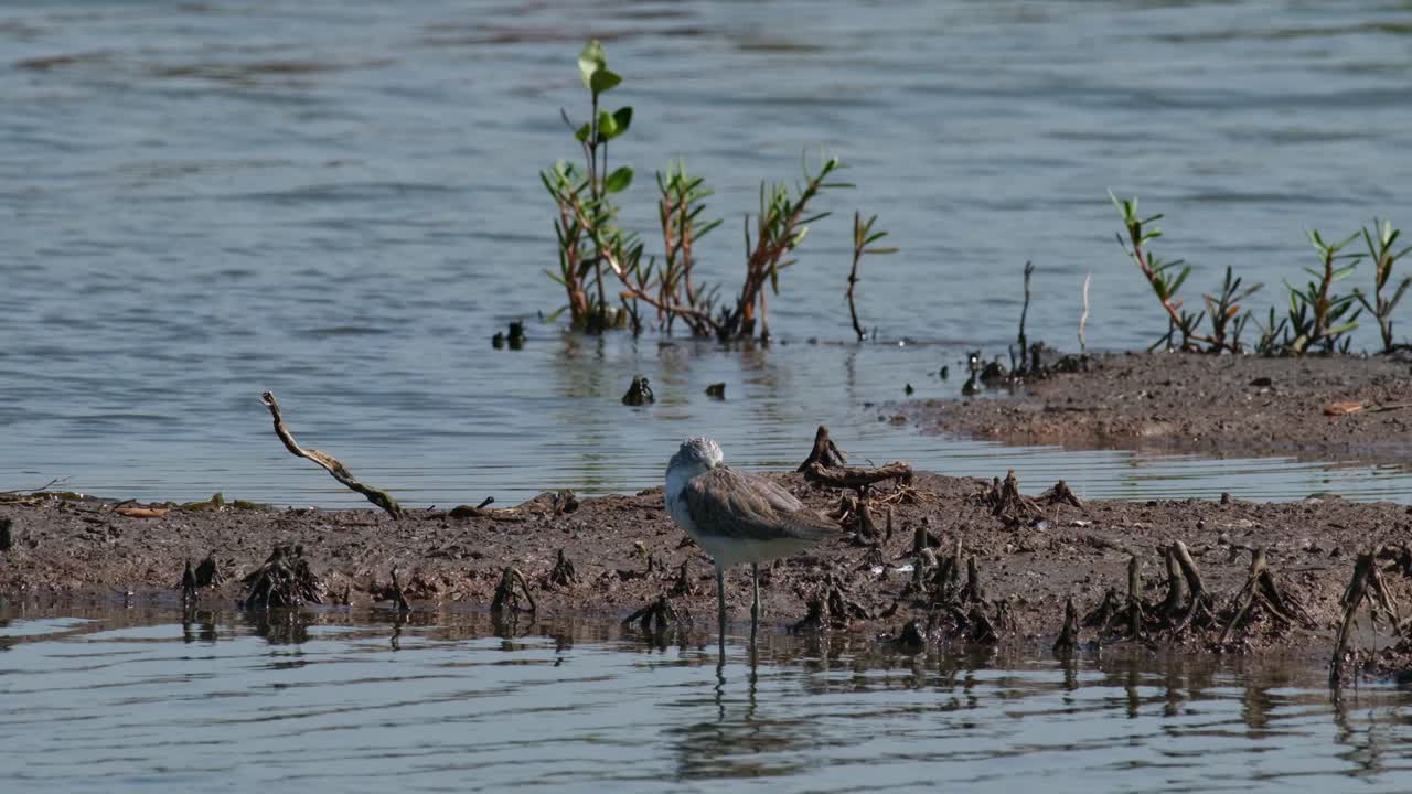 la cámara se aleja y se desliza hacia la derecha mientras este pájaro descansa con la cabeza en el ala, el sandpiper común actitis hypoleucos, tailandia