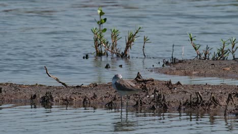 camera zooms out and slides to the right while this bird is resting with its head in its wing, common sandpiper actitis hypoleucos, thailand