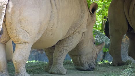 white rhino eating dry grass from concrete floor in zoo in shade