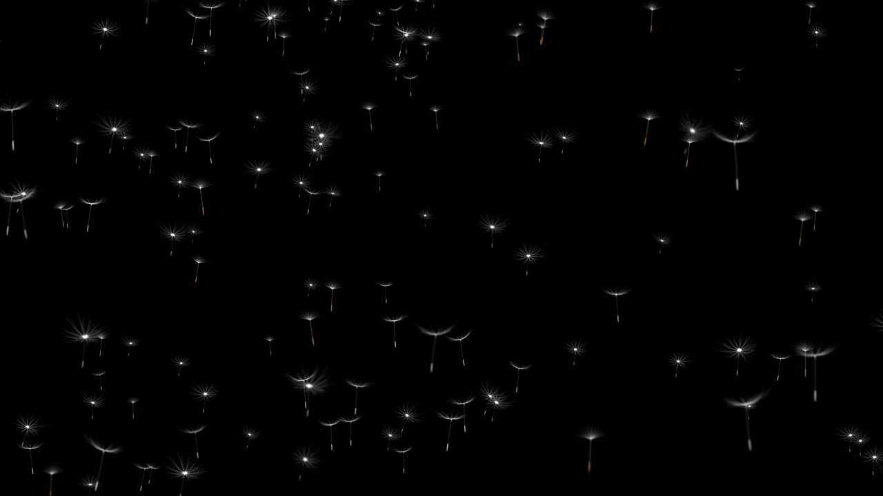 Dandelion Seeds Flying