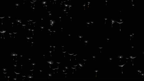 dandelion seeds flying