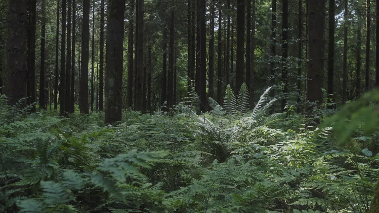 Ferns Blowing In Wind In Dense Forest 4K Shot on the Sony a7siii + Ronin RS 3