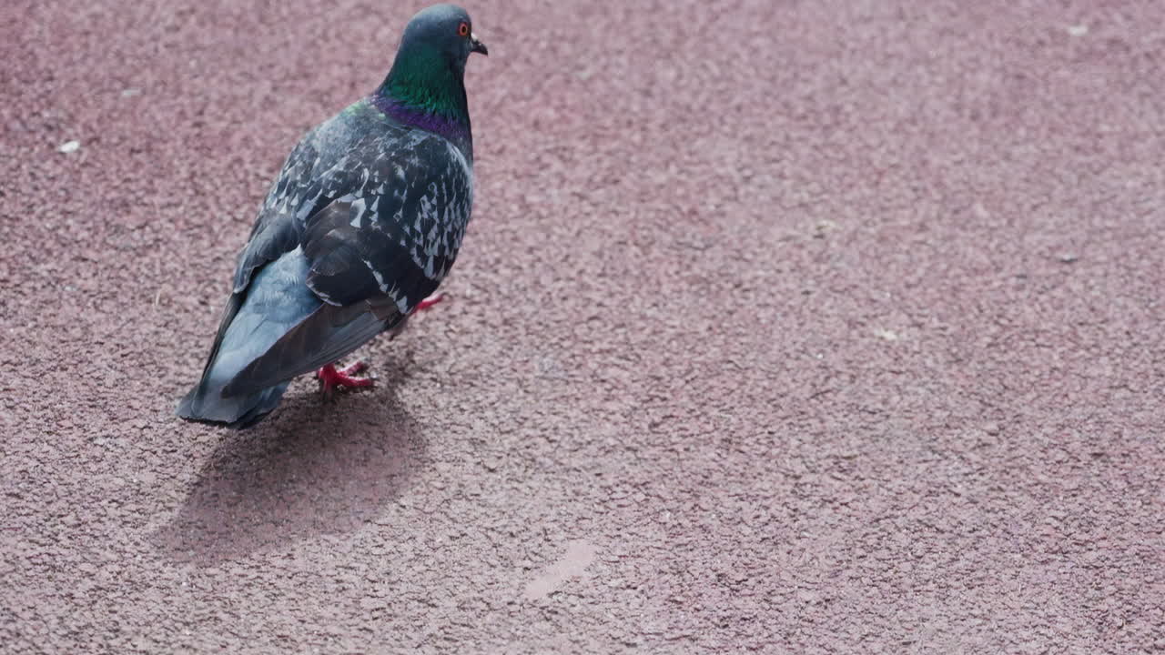 Close up of a pigeon walking on the street