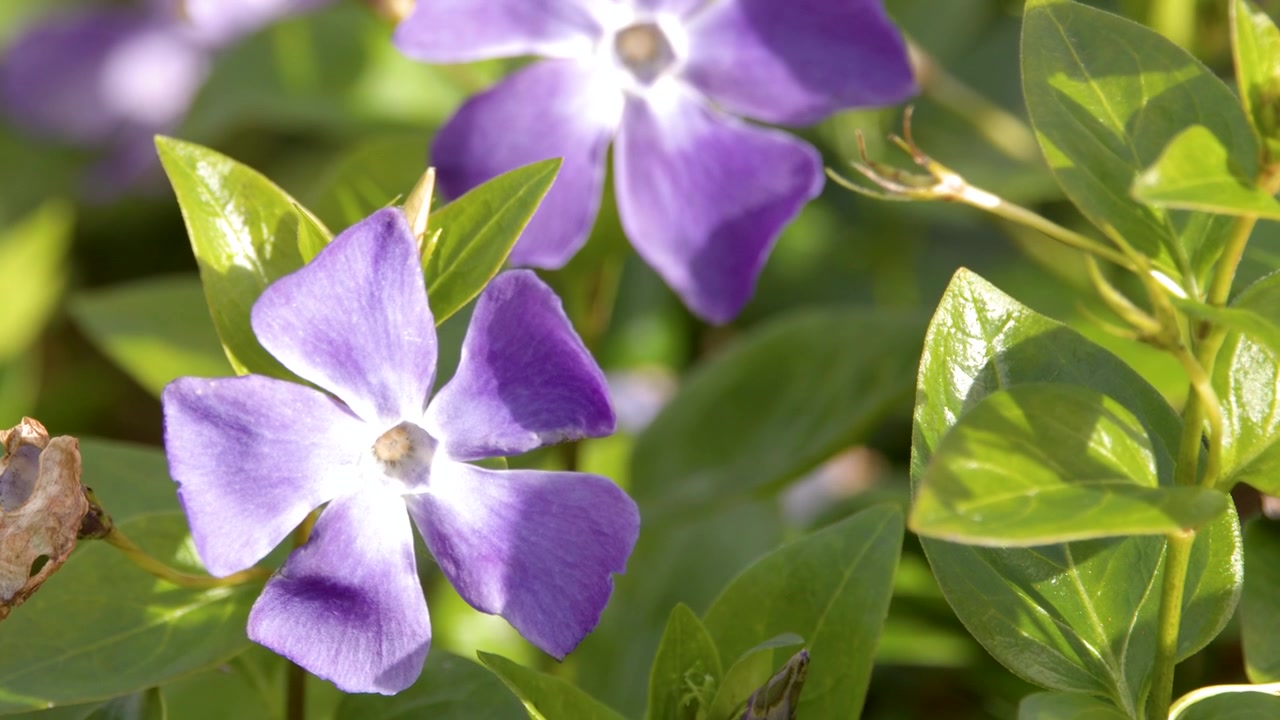 Primo piano di fiori di pervinca viola e foglie verdi in pieno sole nelle Blue Mountains, Australia