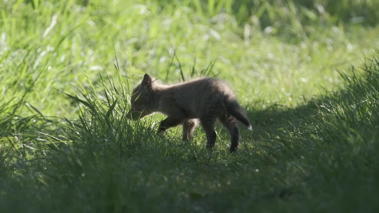 Young fox cub moving away from camera