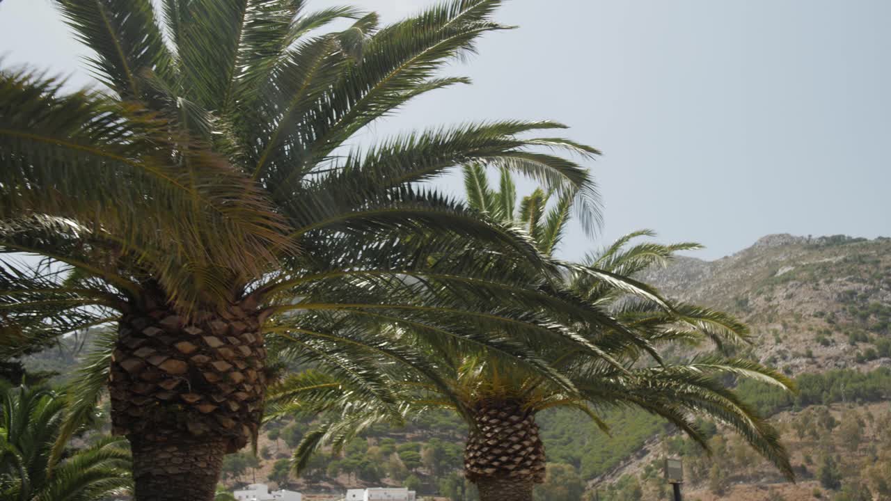 Palm trees with a forested mountain in the background on a sunny day