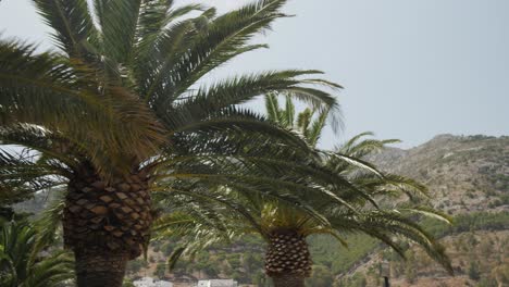 palm trees with a forested mountain in the background on a sunny day