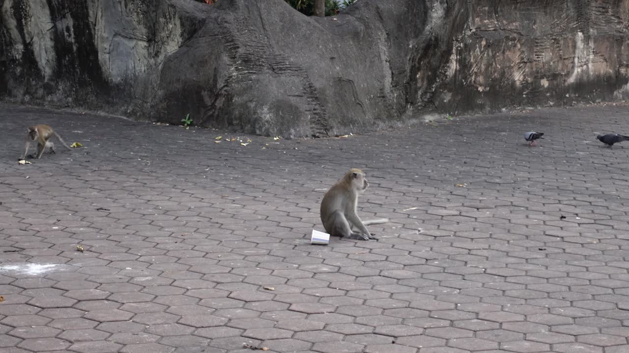 macacos de cola larga y palomas en el suelo pavimentado en el templo de las cuevas batu en kuala lumpur, malasia