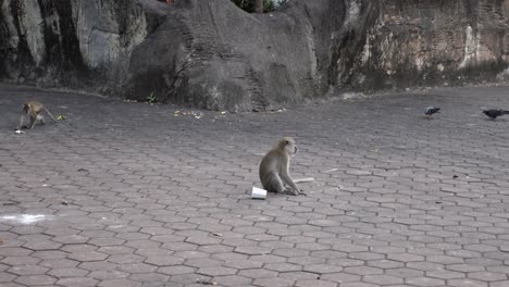 Macacos-De-Cola-Larga-Y-Palomas-En-Terreno-Pavimentado-En-El-Templo-De-Las-Cuevas-De-Batu-En-Kuala-Lumpur,-Malasia