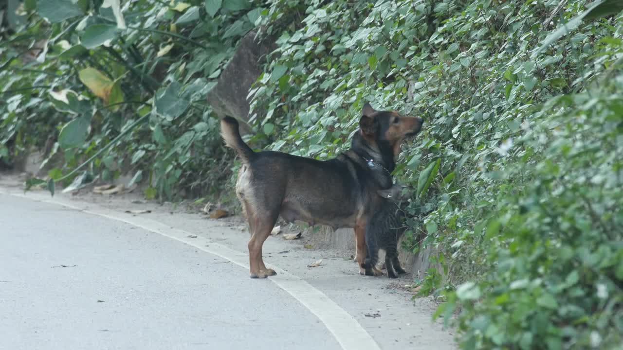 perro hembra jugando con el gato