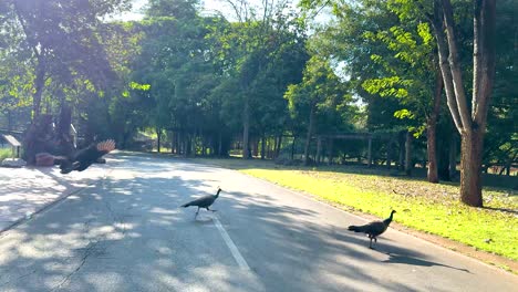 pavos reales cruzando tranquilamente una carretera iluminada por el sol