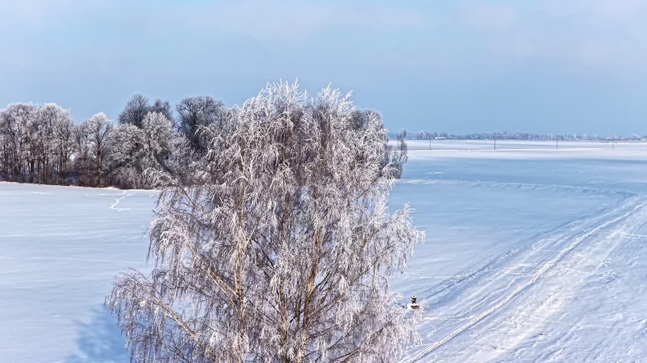 Iskoldt vinterlandskab med sneklædt træ og rolig, blå himmel