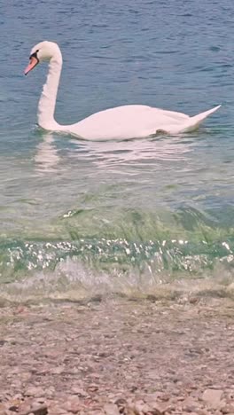 white swan swimming near lake pebble shoreline vertical nature