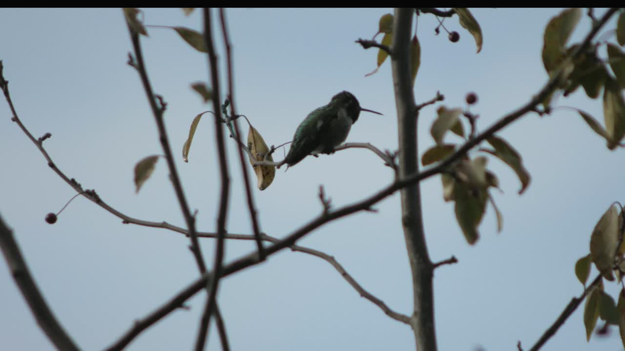 zoom out from a Anna's hummingbird as it takes off into flight