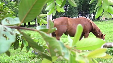 Un-Caballo-Grande-Y-Saludable-Está-Comiendo-Hierba-En-Una-Granja-Verde-Durante-El-Verano-Brasileño