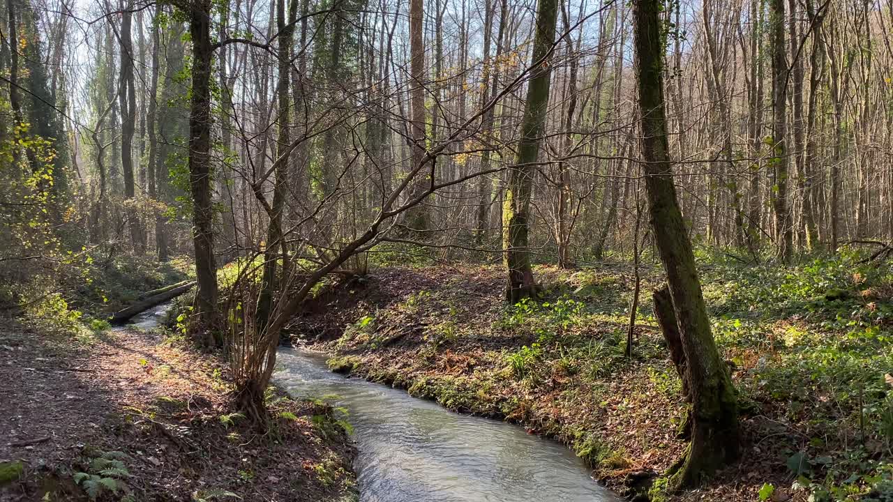 río de montaña en el bosque