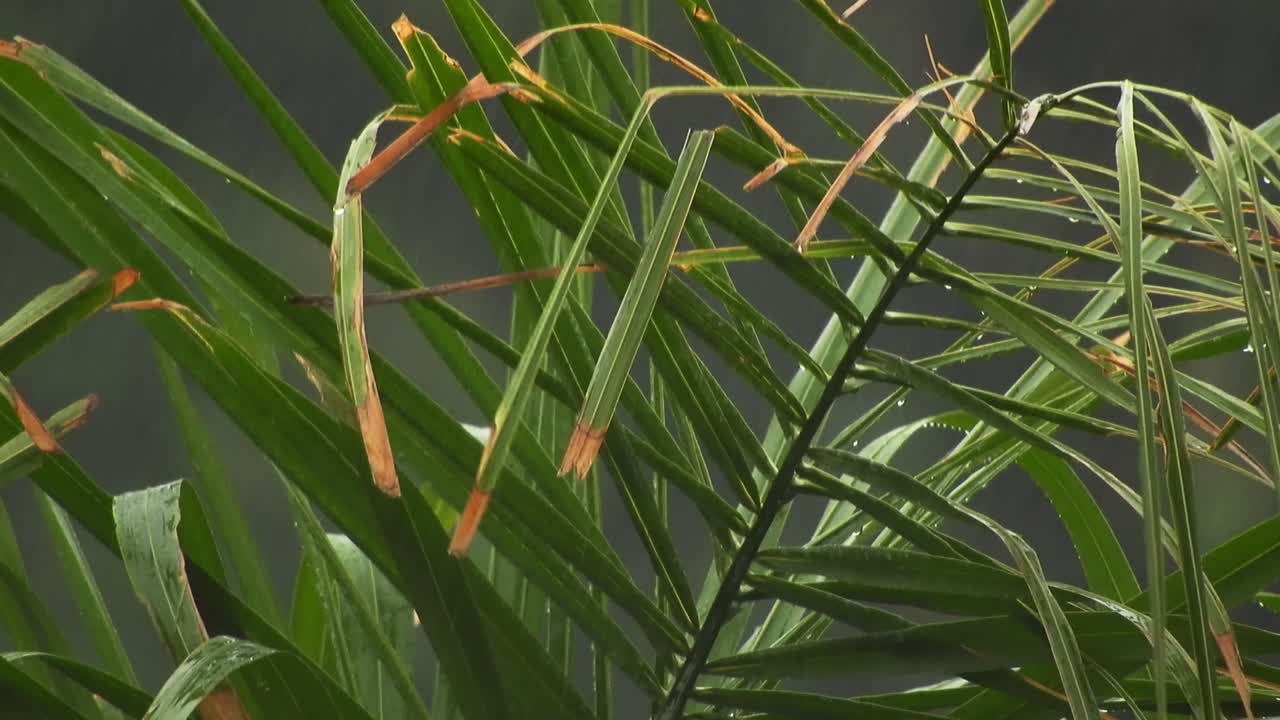 arecaceae 야자나무 잎은 배경 보케 흐림과 떨어지는 빗방울로 흔들리고 있습니다.
