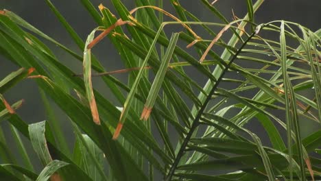 hojas de palmera arecaceae balanceándose con desenfoque de fondo y gotas de lluvia cayendo