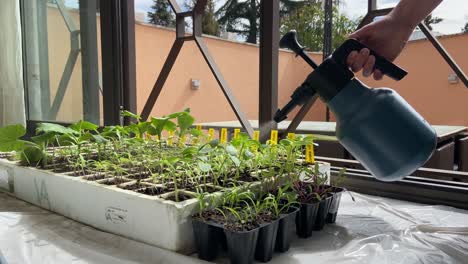 Jardinero-Regando-Plantas-Jóvenes-De-Hoja-Verde-Vivero-De-Semillero-Con-Rociador