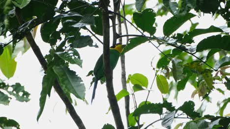 Versteckt-Hinter-Einem-Ast-Wedelt-Er-Dann-Mehrmals-Mit-Dem-Schwanz,-Wenn-Er-Nach-Rechts-Schaut,-Langschwänziger-Breitschnabel-Psarisomus-Dalhousiae,-Khao-Yai-Nationalpark,-Thailand