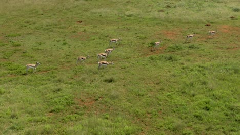 drone footage of a springbok antelope herd walking in savannah in the wild