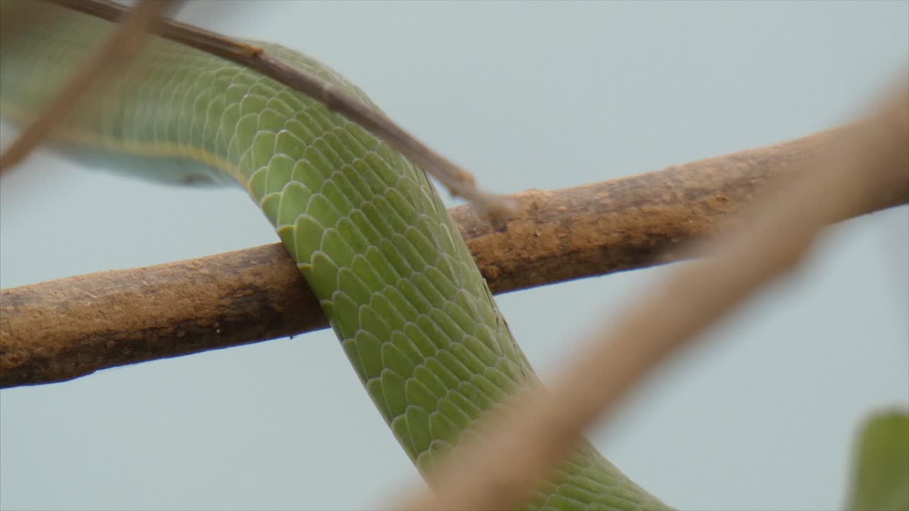 Green Vine Snake ....Green Vine Snake ....