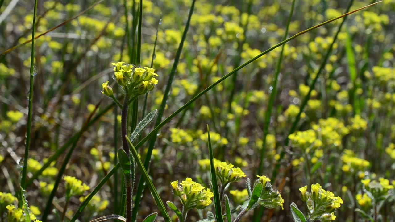 Servizio fotografico ad aprile. Fiori selvatici
