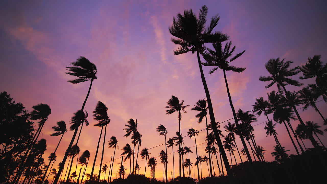 포스트 사이클론 바람에 극적인 하늘 타격에 대하여 silhouetted 야자수