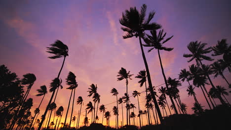 palm trees silhouetted against dramatic sky blow in post cyclone wind