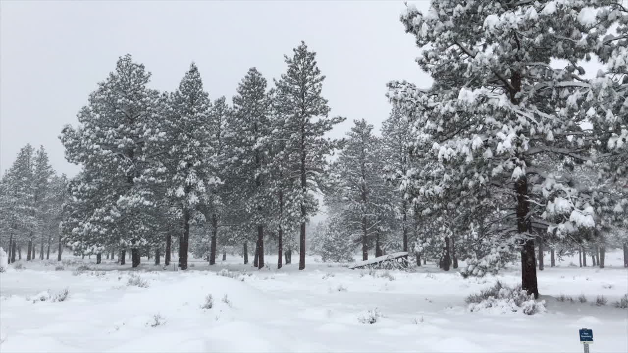 Winter storm in the forest