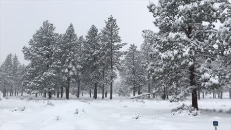 Wintersturm-Im-Wald