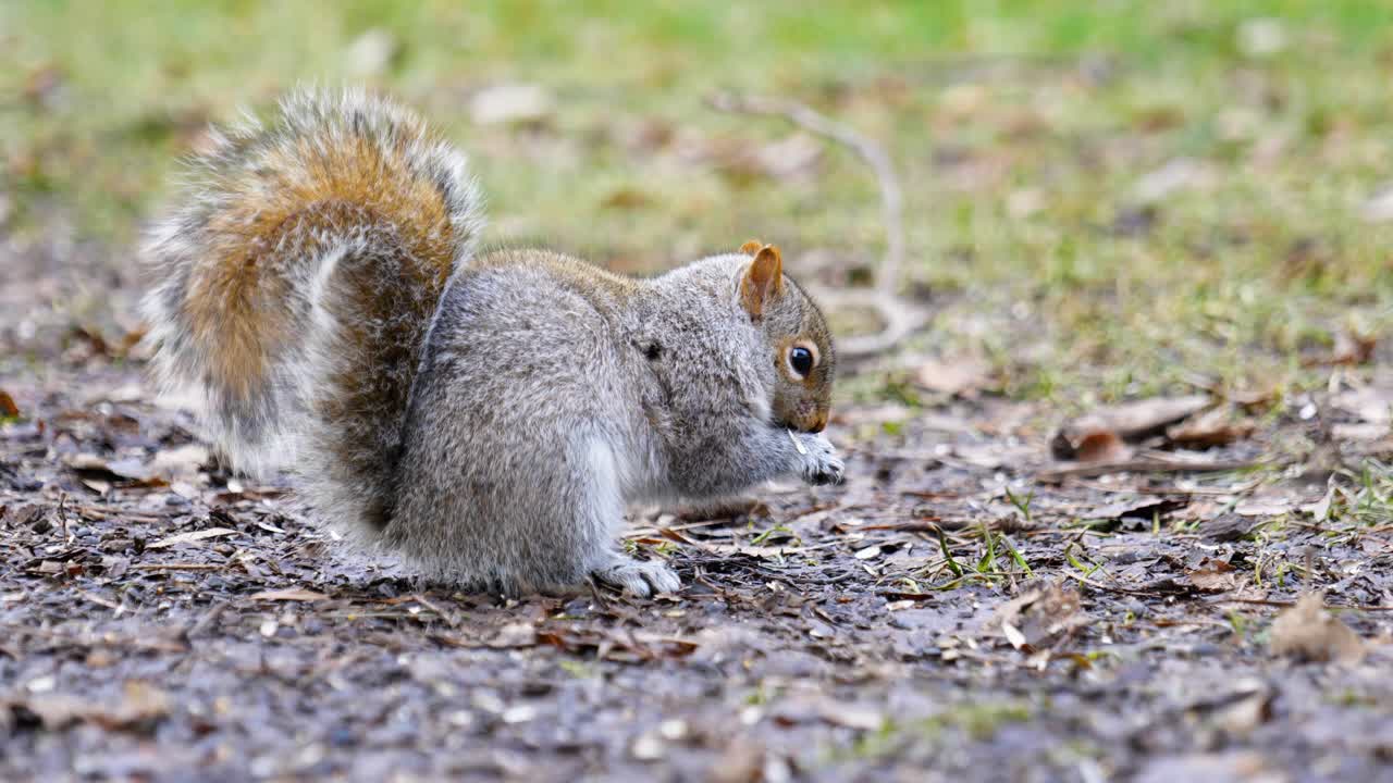 imágenes cinematográficas en cámara lenta de 4k de una ardilla comiendo comida del suelo, de cerca, en montreal, canadá